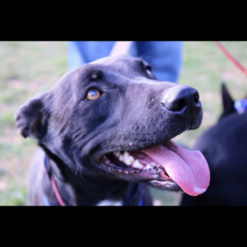 Bonnie ~ Kelpie x (on trial 27/10/18)