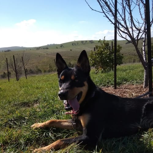 Rocky