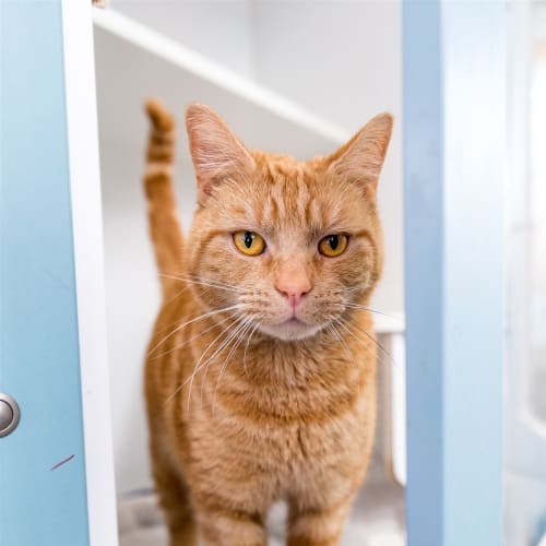 Garfield