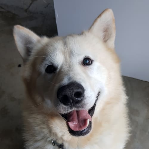 Odin