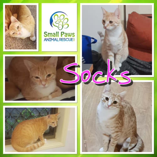 Socks