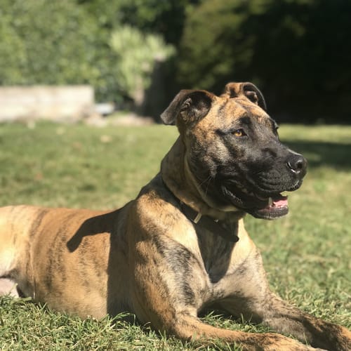 Roxy ~ Mastiff x (on trial 4/12/18)