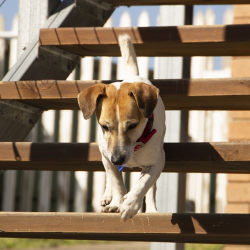 Junior ~ cute 6yo Foxy (on trial 17/3/19)