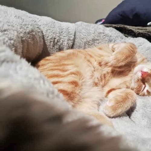 Elfo C3320  - Adoption pending