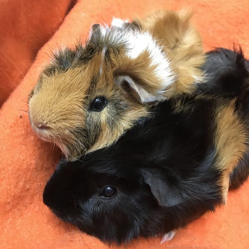 Nelson & Dennis