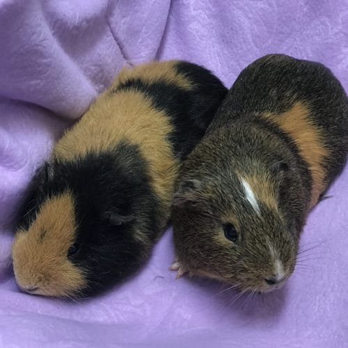 Darwin & Hamish