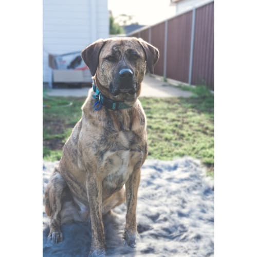 Ella ~ Mastiff x (on trial 15/9/18)