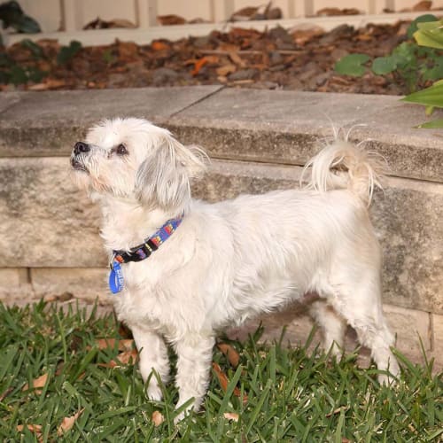 Buffy ~ 10yo Maltese (on trial 12/9/18)