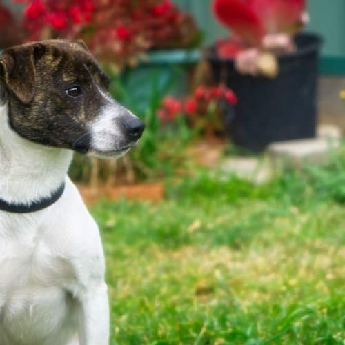 Foxy ** Just Needs A Chance **