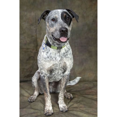 Jasper ~ 2yo Cattle Dog x (on trial 21/9/19)