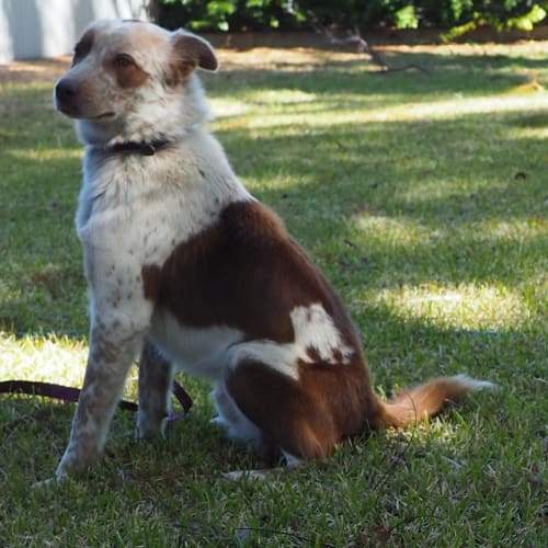 Banjo