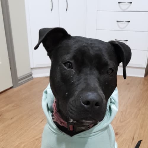 Islay  ** Assisted Rehome **