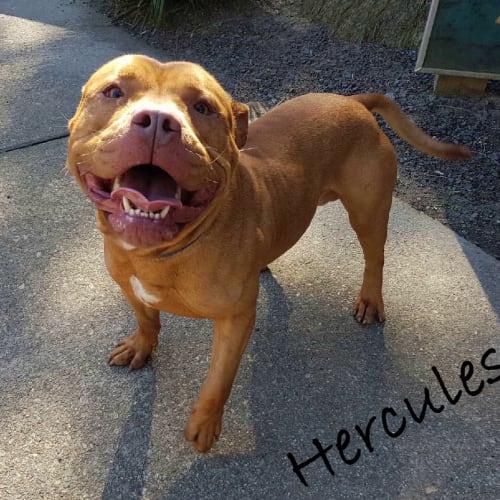 Hercules
