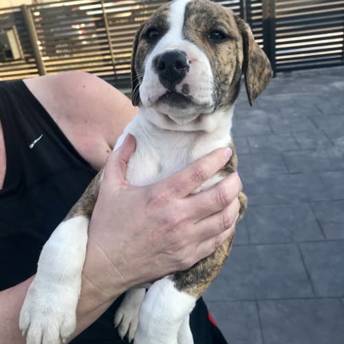 Cleo *Extremely Affectionate Pup*
