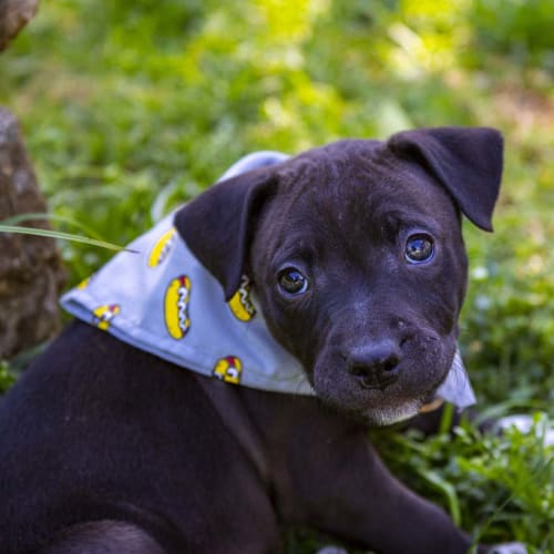 Lincoln ~ Staffy x (on trial 14/10/18)