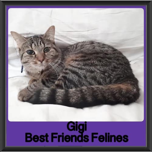 Gigi