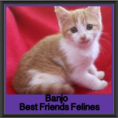 Banjo 