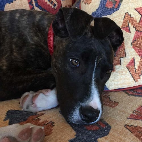 Annabella ~ Mastiff x (on trial 24/11/18)