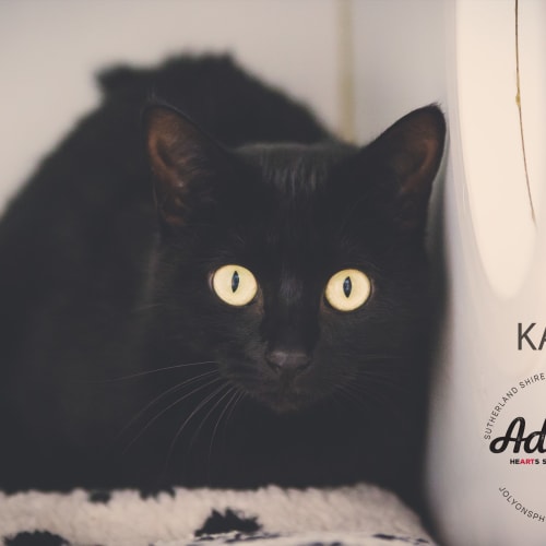 Katie