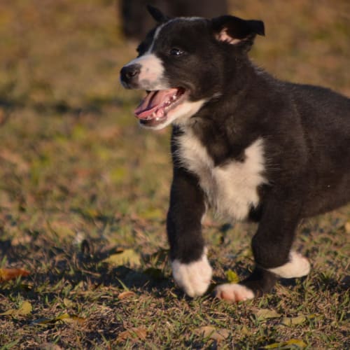 Dingo 