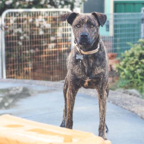 Hilda ~ Mastiff x (on trial 20/12/18)