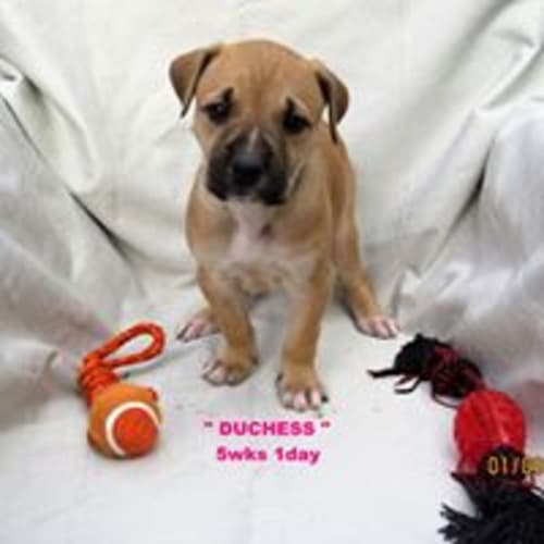 Duchess