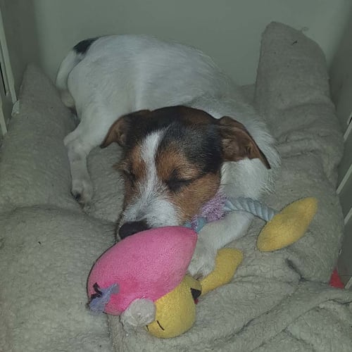 Floyd ~ 1.5yo Jack Russell (on trial 29/9/18)