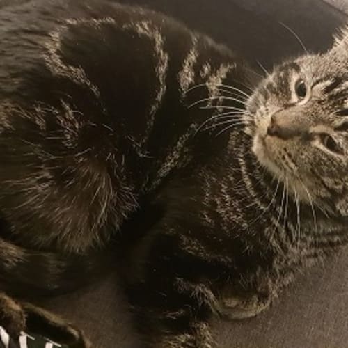 Baxter sua002867