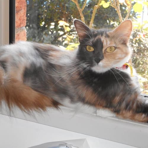 Maisy