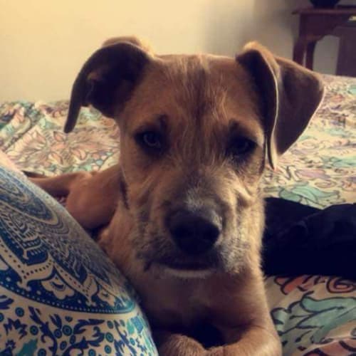 Rocco