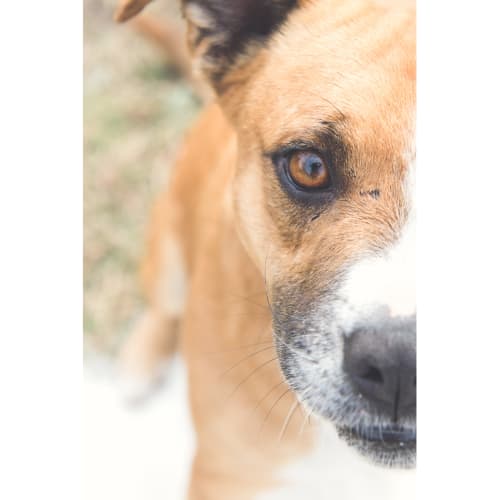 Shadow ~ Staffy x (on trial 23/10/18)