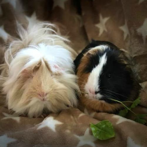 Harvey and Specter 