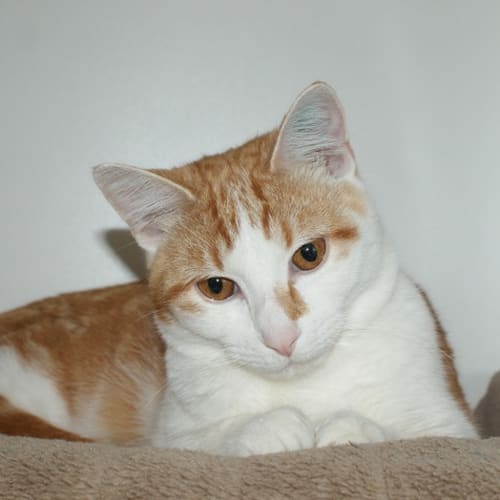 Garfield sua002939