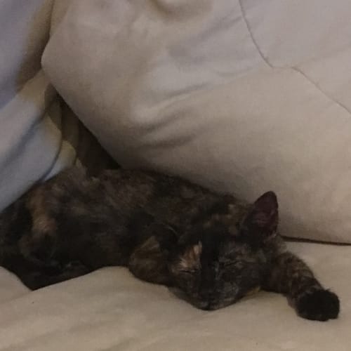 Minnie