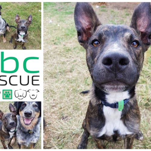 Gavin (Big adopt out Attendee)