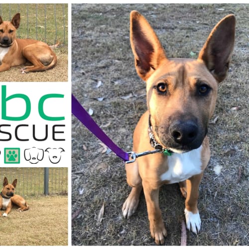 Gunner (Big Adopt Out Attendee)