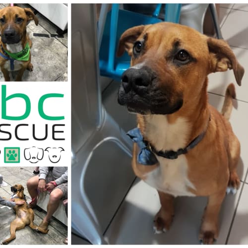 Hermann (Big Adopt Out Attendee)