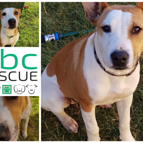 Lady ( Big Adopt Out Attendees)