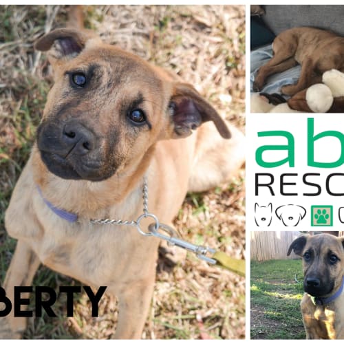 Liberty (Big Adopt Out Attendee)