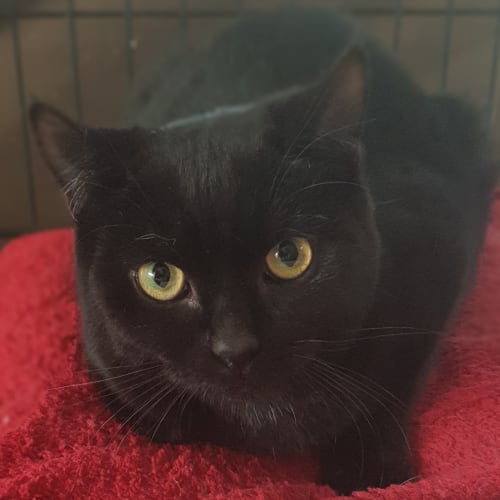 Mavis the luxurious pure black cat