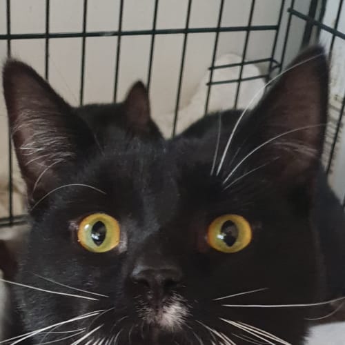 Luscian the playful tuxedo boy cat
