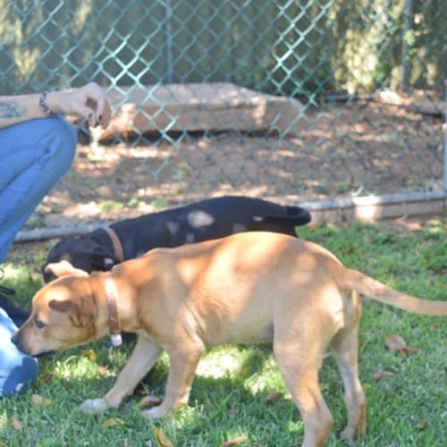 Queeny D3960- Adoption pending