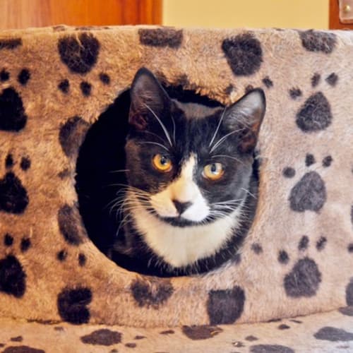 Marlon C3323 - Adoption Pending