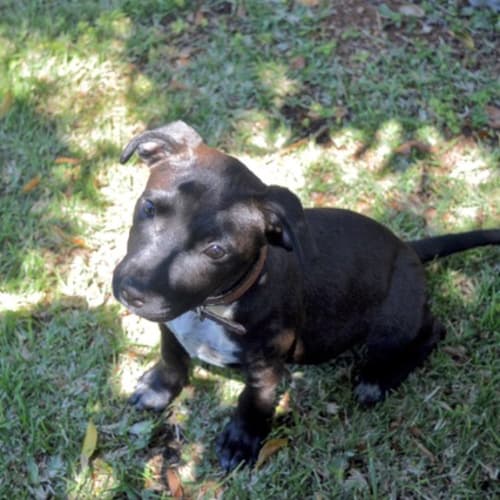 Quince D3959 - Adoption Pending