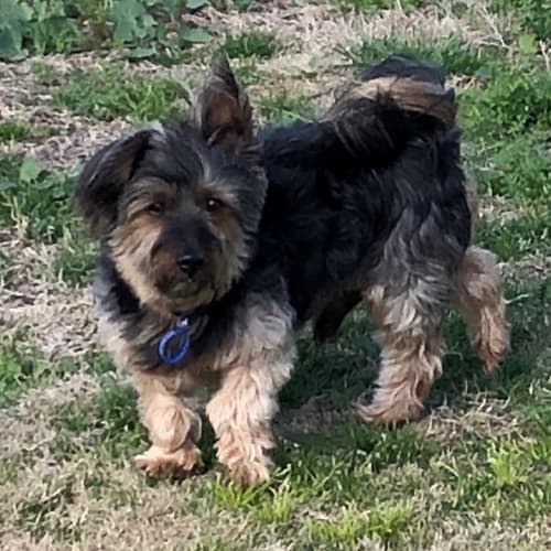 Charlie ~ Yorkie x Pomeranian (on trial 19/10/18)