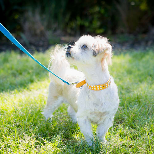 Ellie & Max ~ Maltese x pair (on trial 13/11/18)