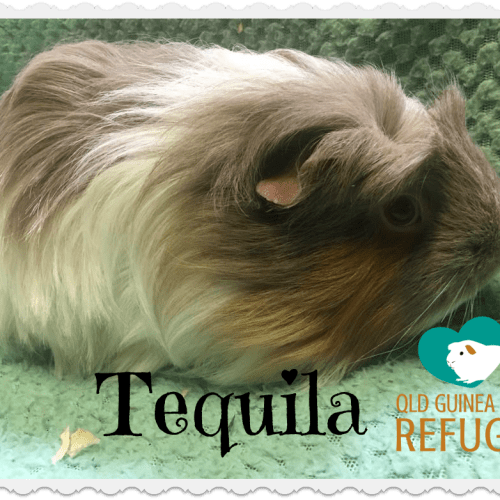 Tequila