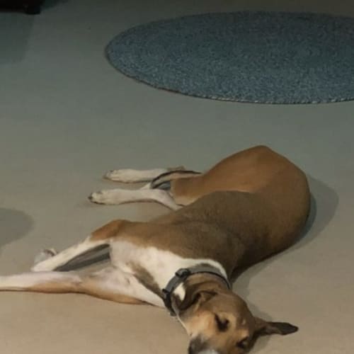 Milo