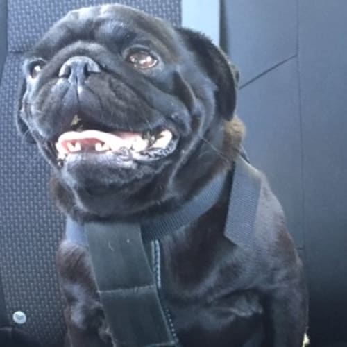 Nacho