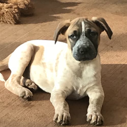 Chico
